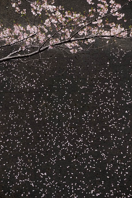 桜の花びら・面白写真